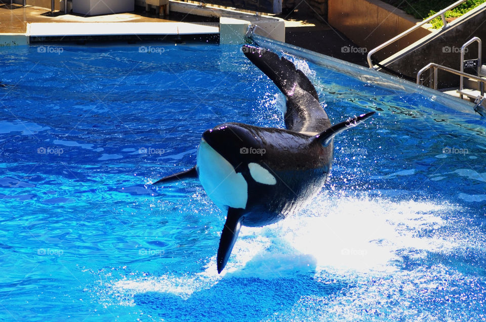 SeaWorld has recently announced they are going to be phasing out their famous killer whale shows.