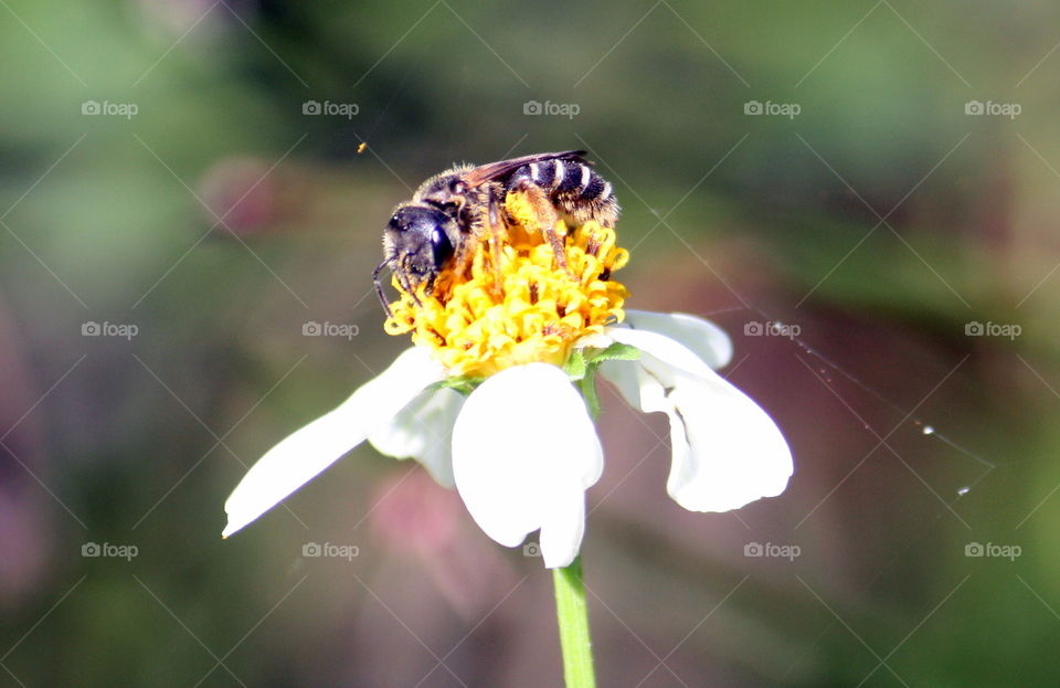 Bee on white flower