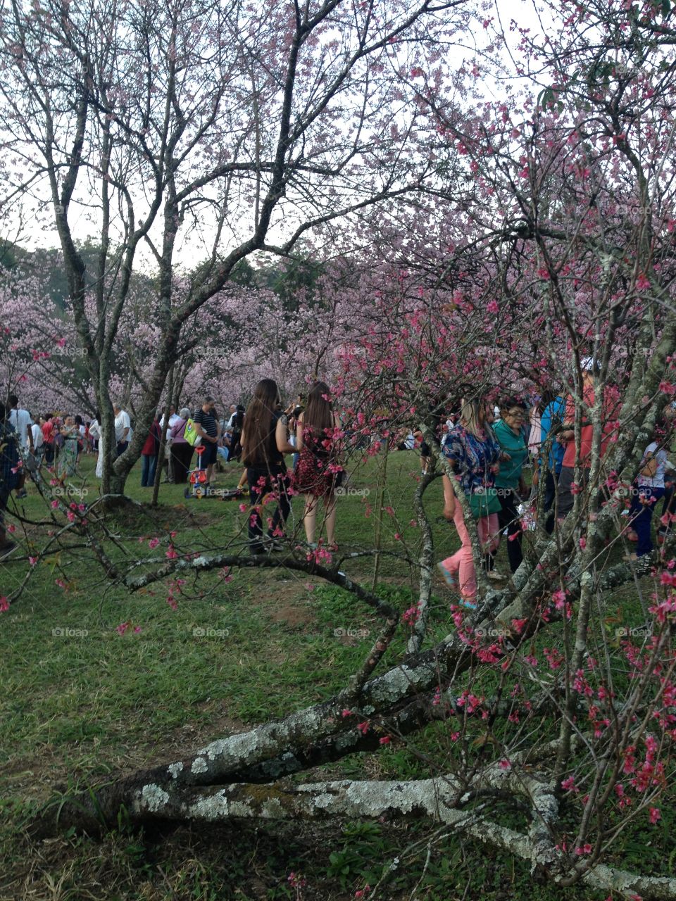 Cherry tree. Parque do Carmo Cherry Tree Festival