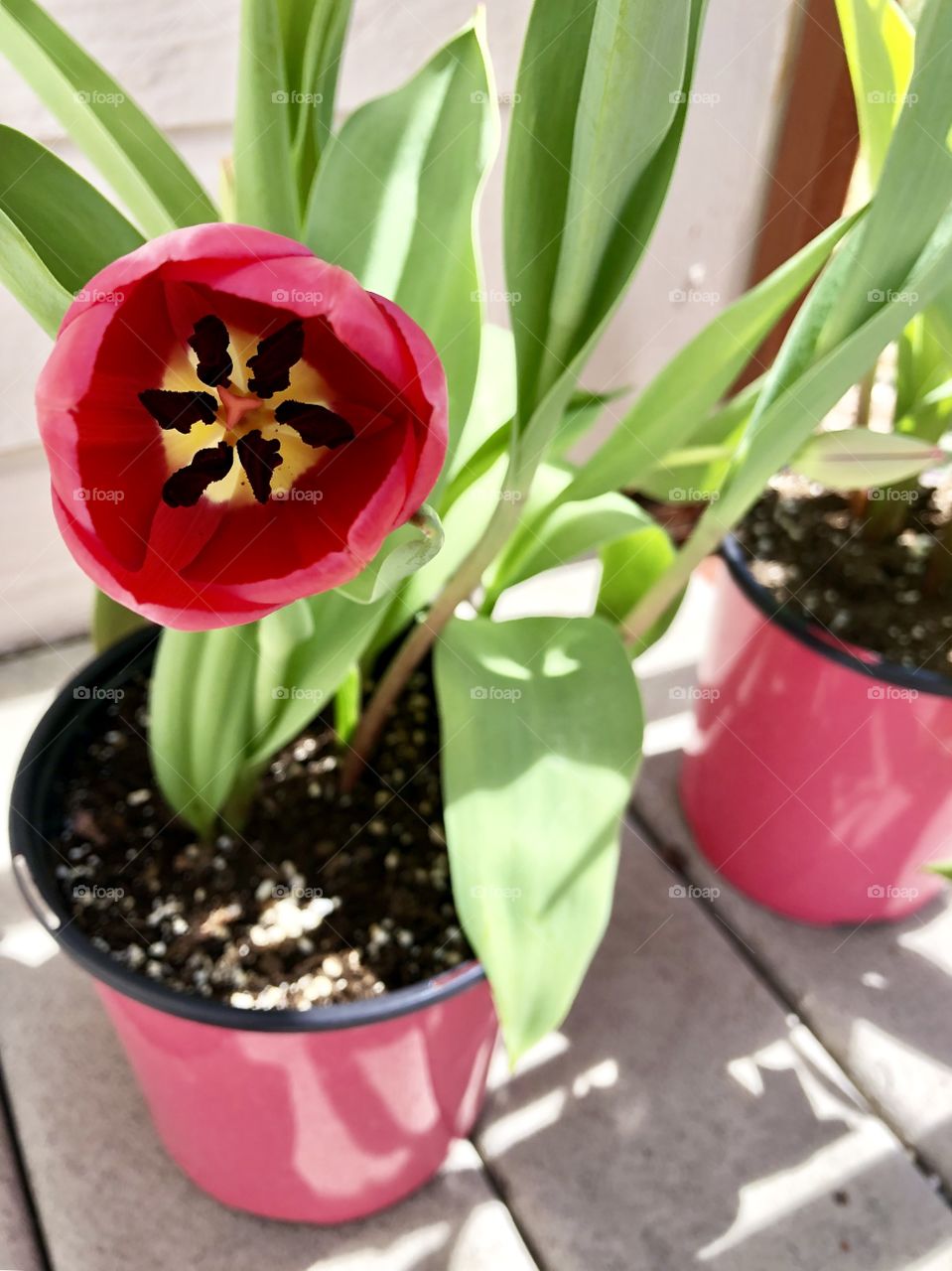 Red tulips in pots