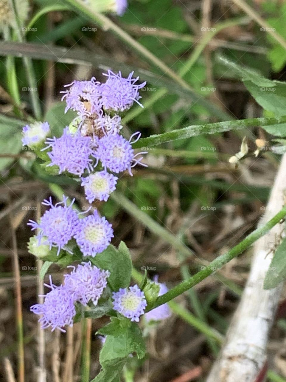 Best of 2021 : Nature, My garden (Countryside)