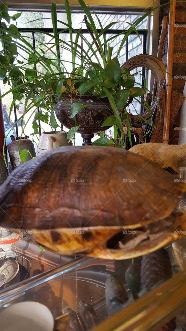 turtle shell and plant