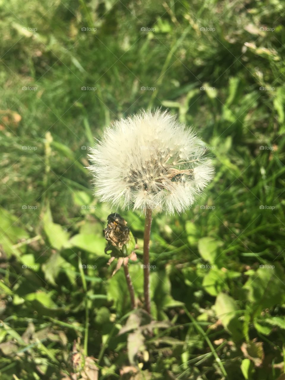 Dandelion fluff