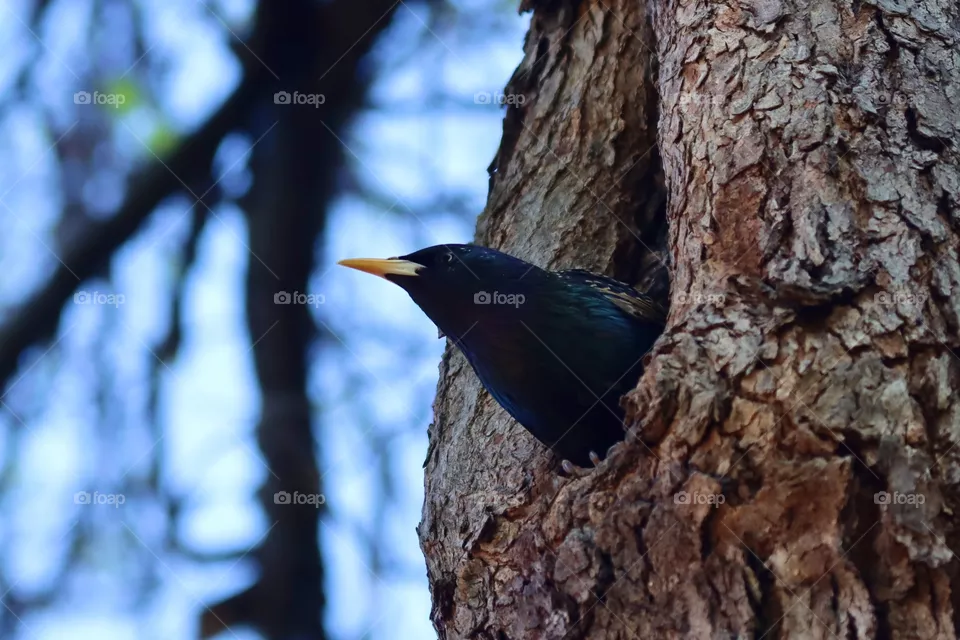 Starling 