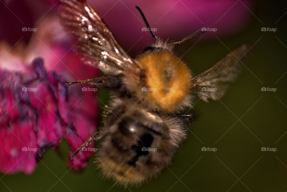 A bee departing from a visit to a nearby flower.