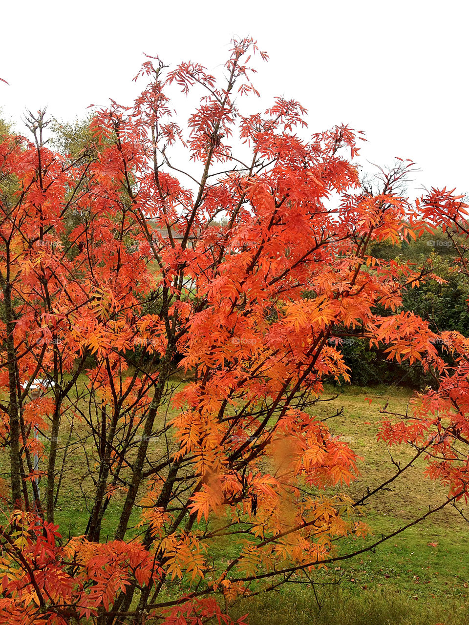red tree orange leaf by lindajacobi