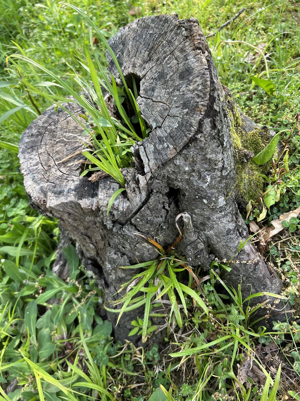 Stump 