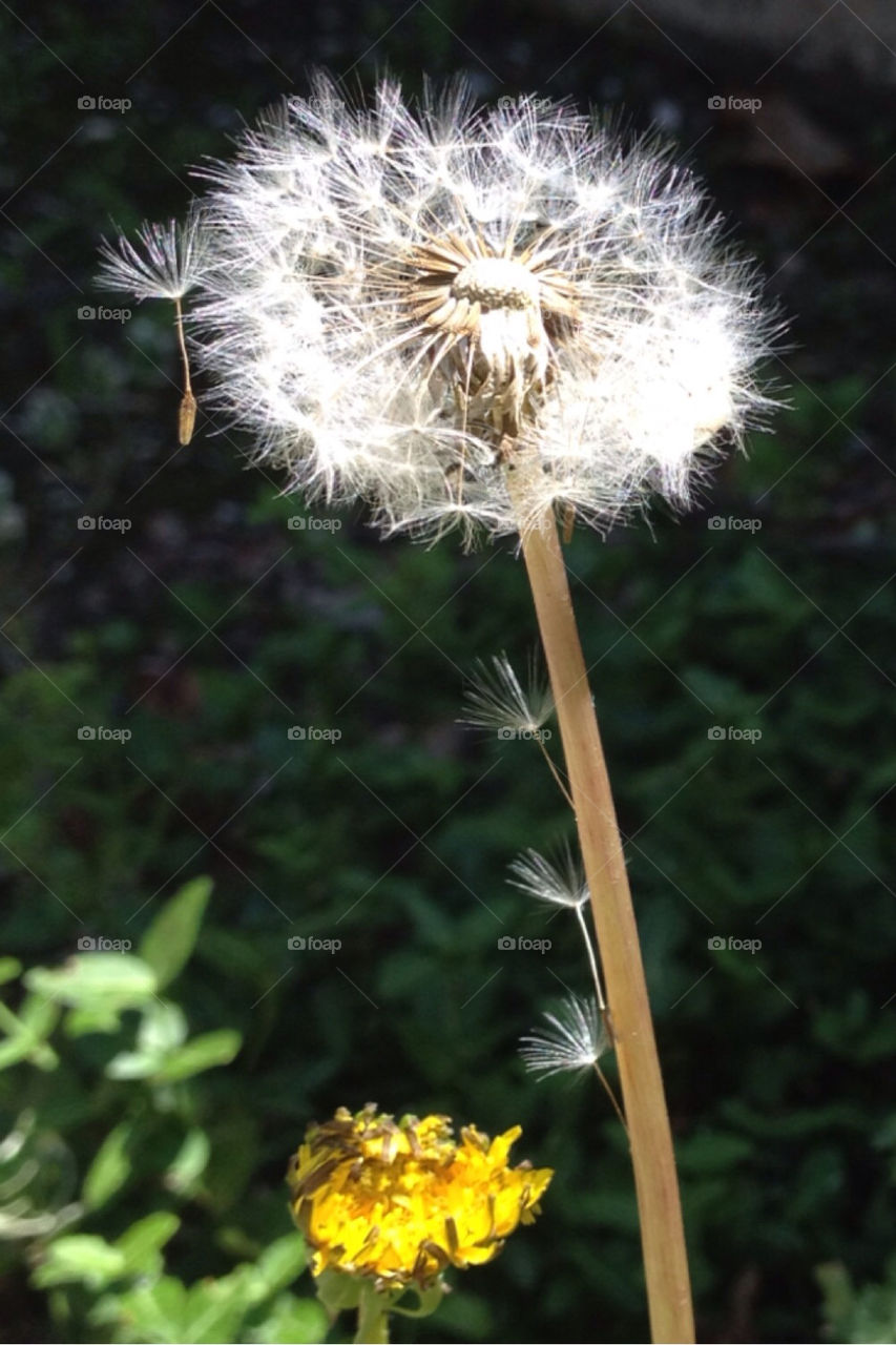 light dandelion sun outside by jerseyjewels