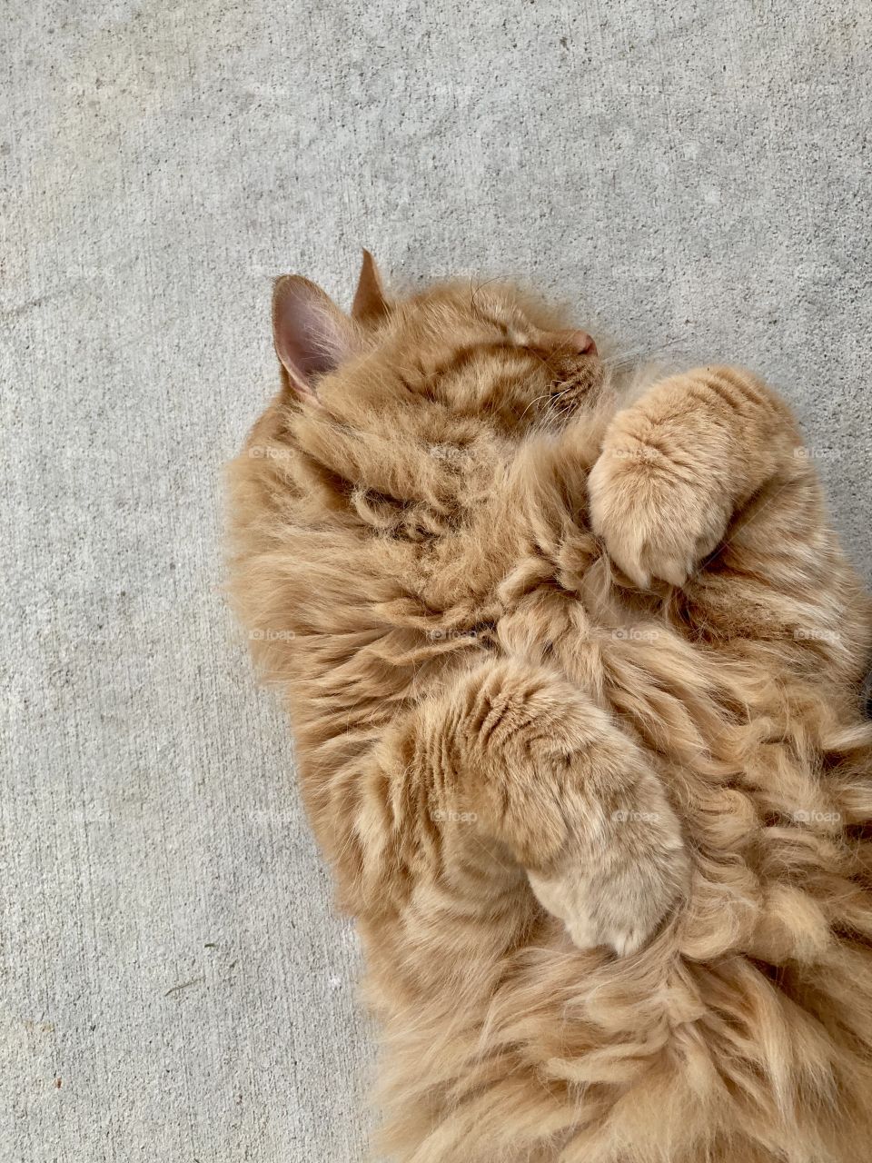 Large orange cat sleeping on back on cement porch