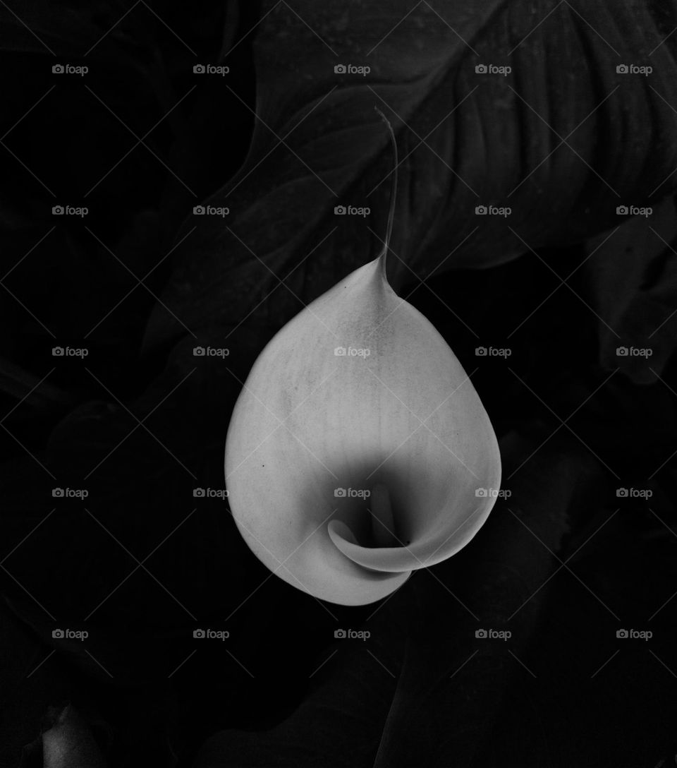 Lilly in black and white