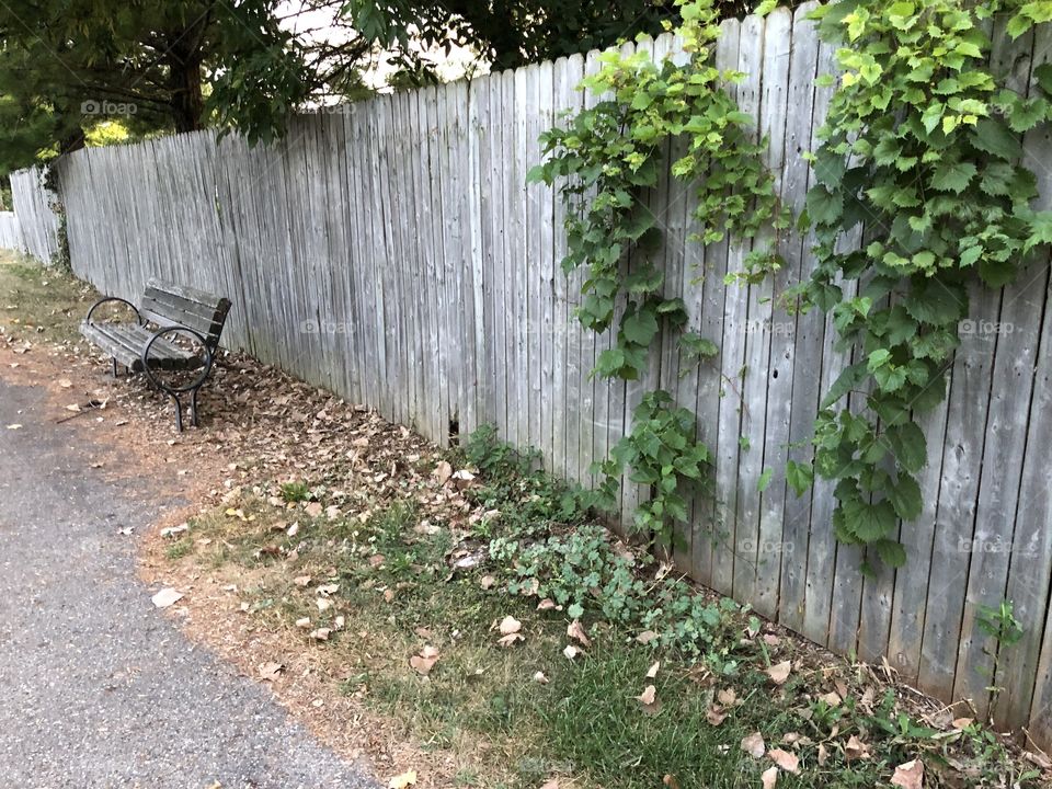 Ivy Growing on Fence near Bench 