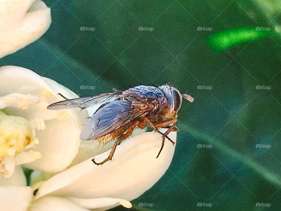 A macro of a blow or bush fly closeup showing wing and eye and leg detail