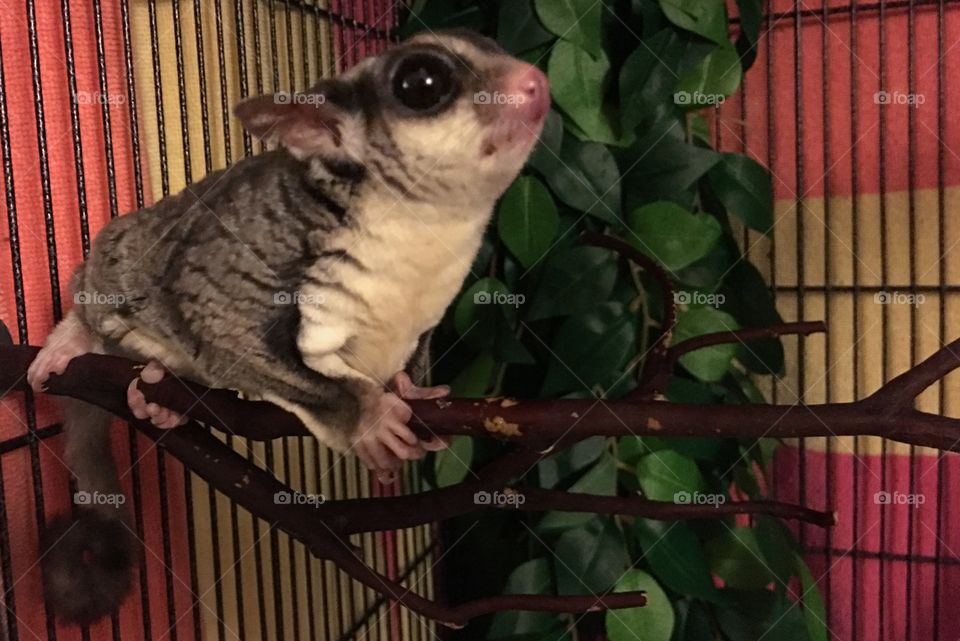 Little Bear, my sugar glider. 