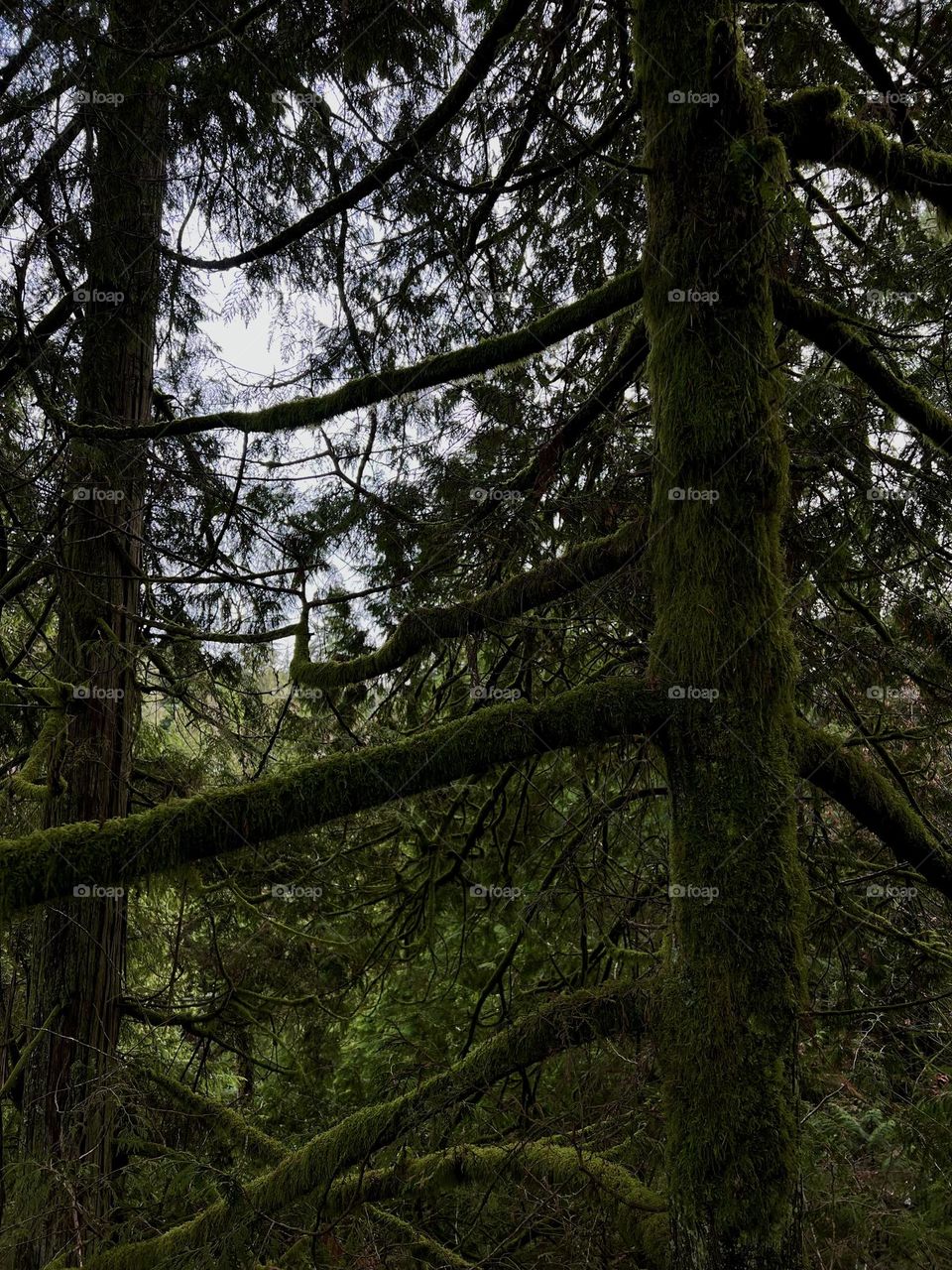 Looking out at Western redcedar trees with moss on it at Capilano Suspension Bridge Park in North Vancouver British
Columbia