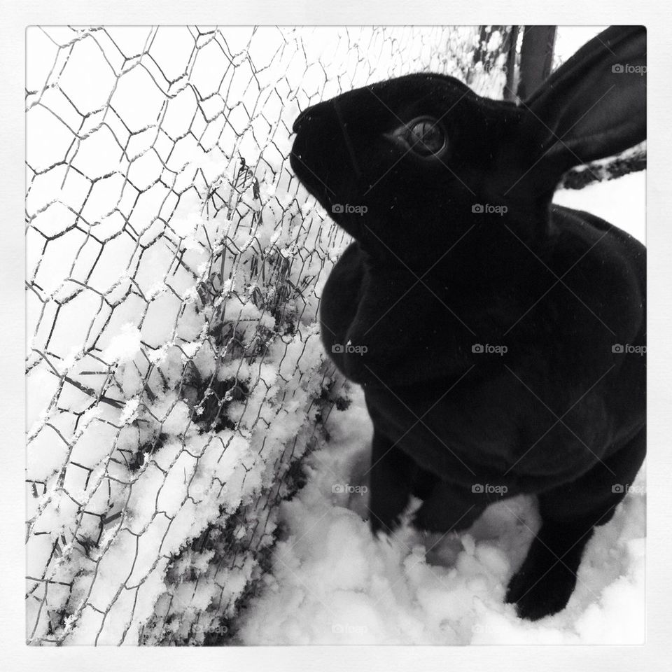 Winter bunny
