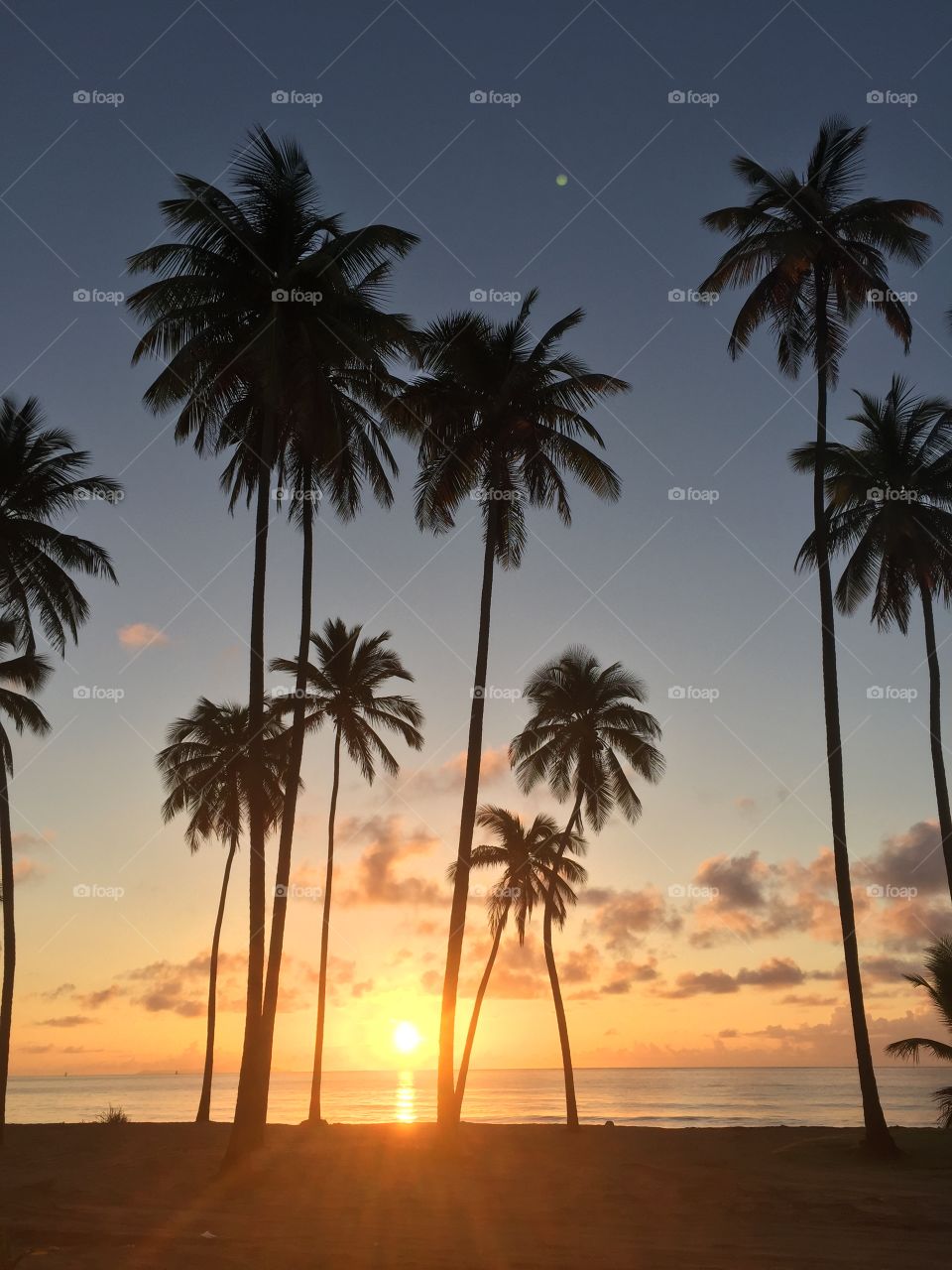 Silhouette of coconut palm tree near sea