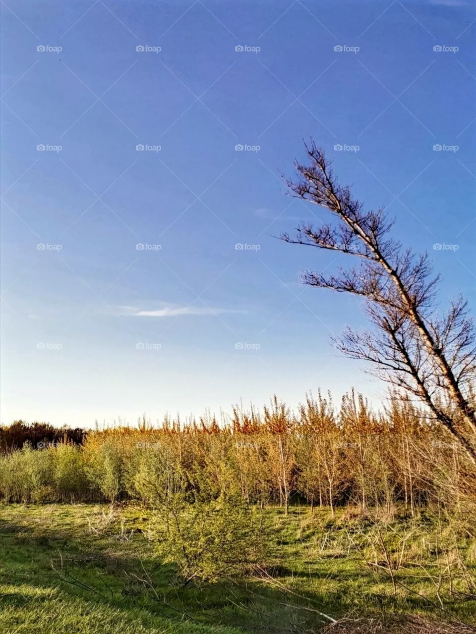 Trees