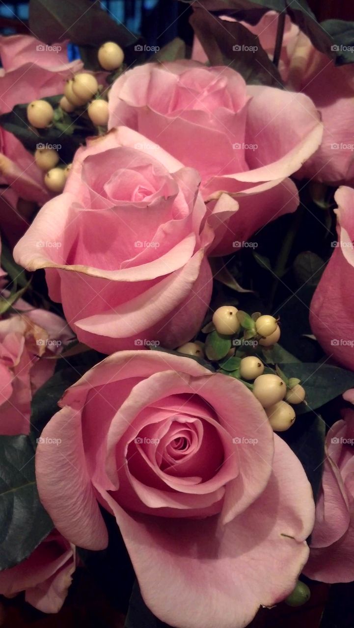 pink roses