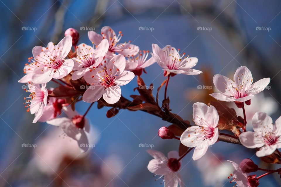 Pink blooming branch at the spring time