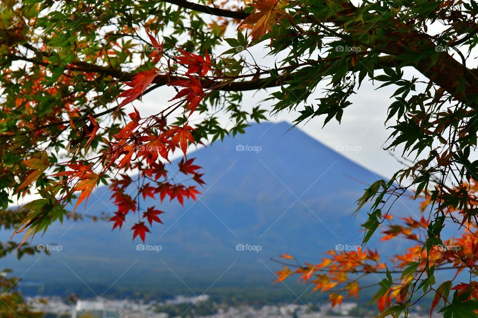 Mount Fuji fall foliage
