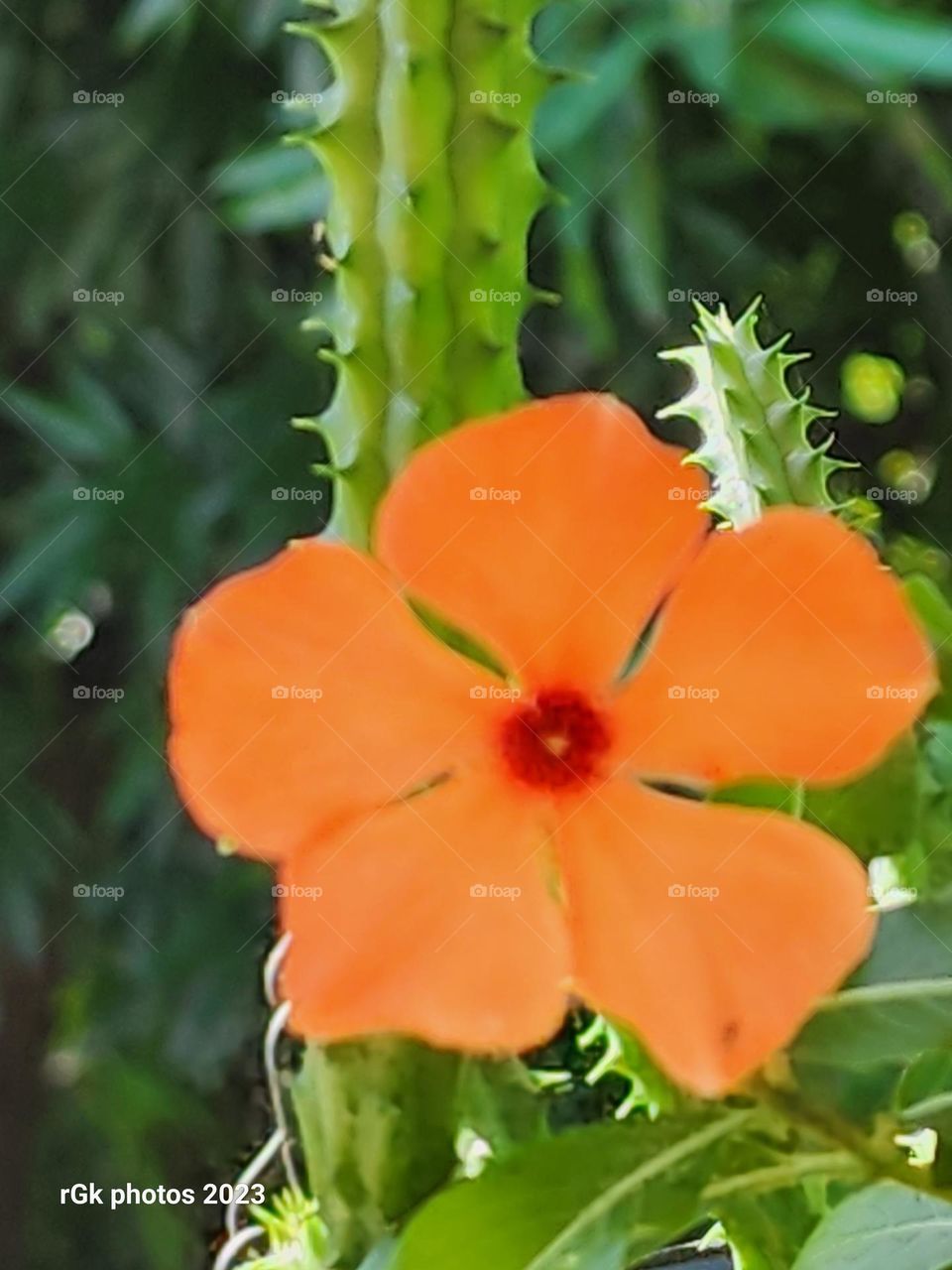 spring is here again vinca