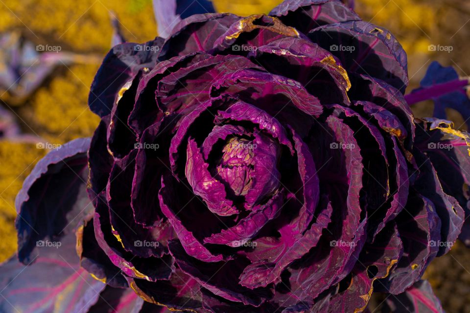 a beautiful cabbage plant in the sun light