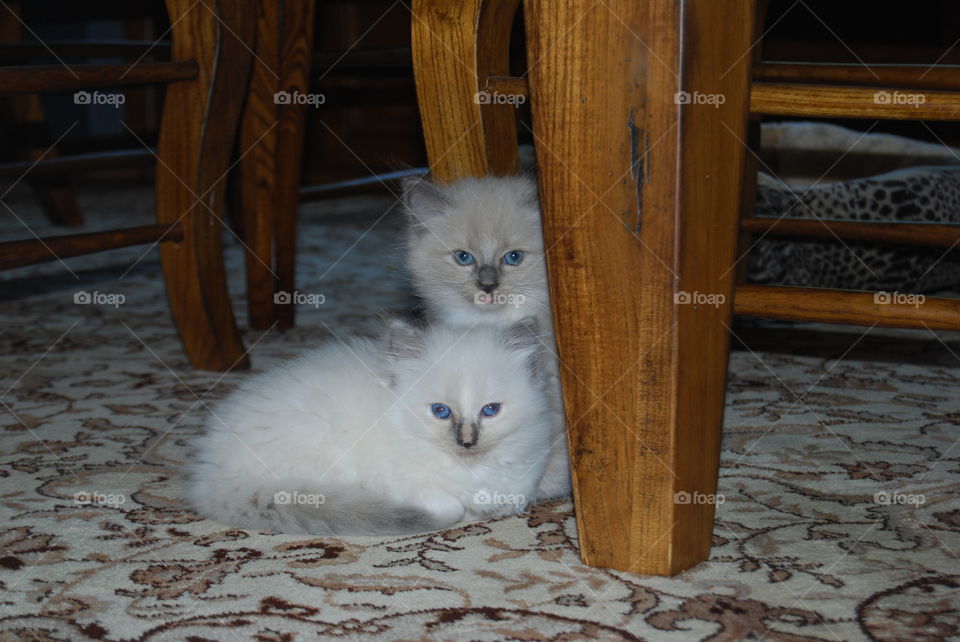 Ragdoll cats