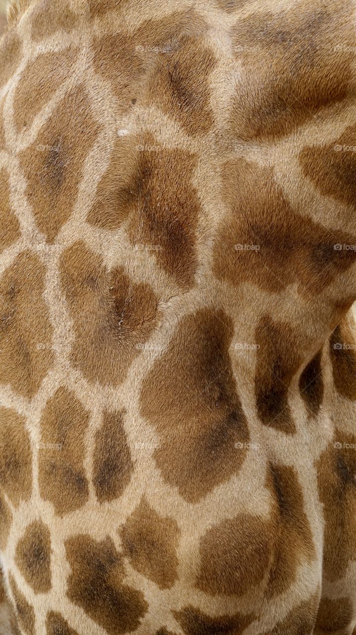 Giraffe hide