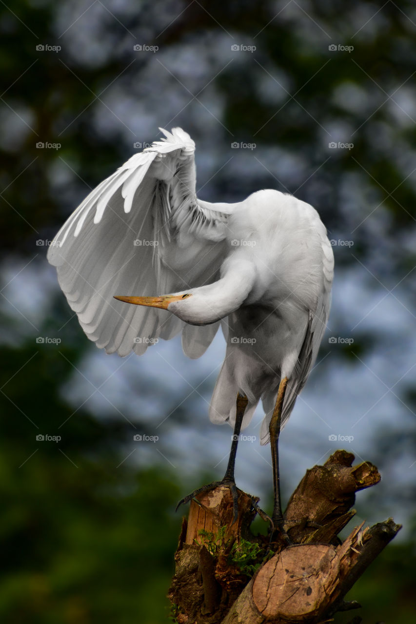 The Great White Egret