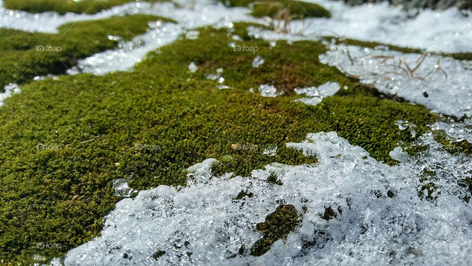 Moss in Snow 02