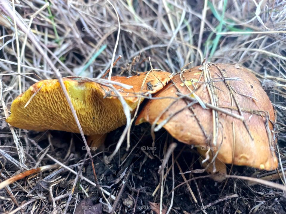 boletus mushrooms.