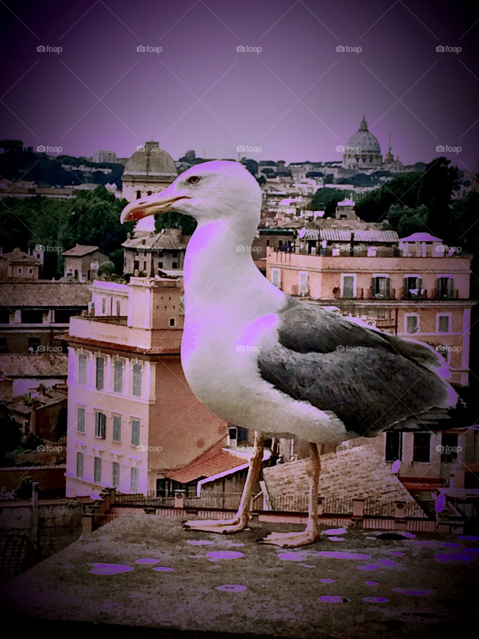 Rome, Italy with a seagull friend 