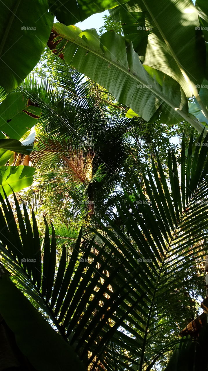 LINDA PAISAGEM NA MATA