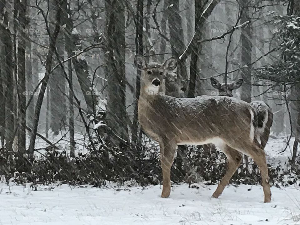 Deer in Snow