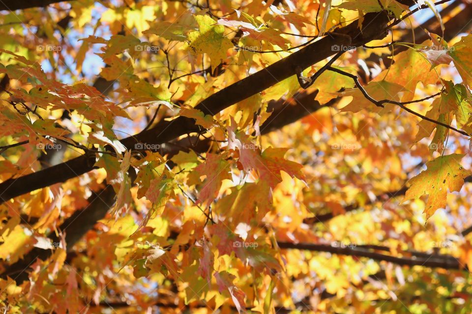 Autumn in the woods