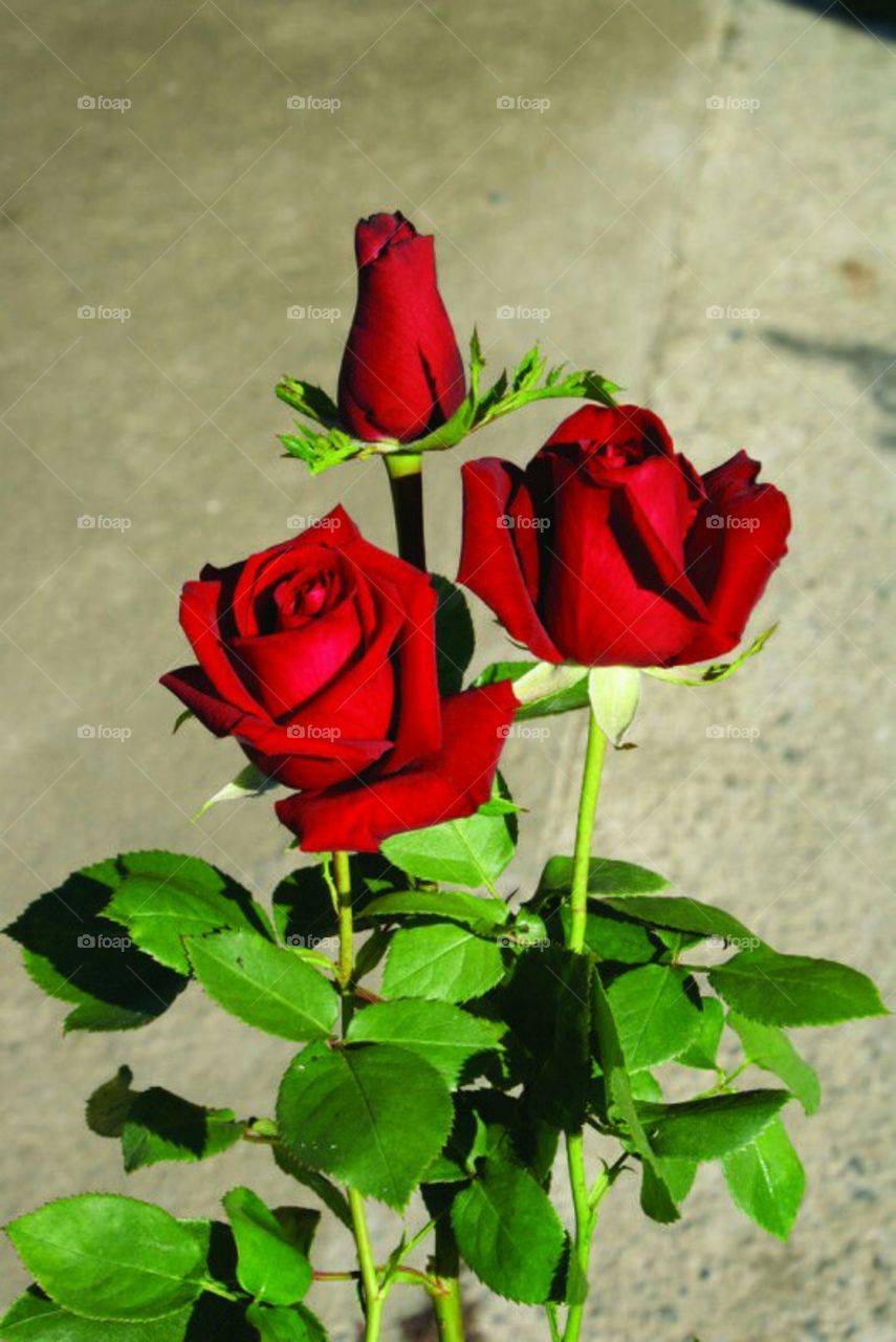 Rose the symbol of love