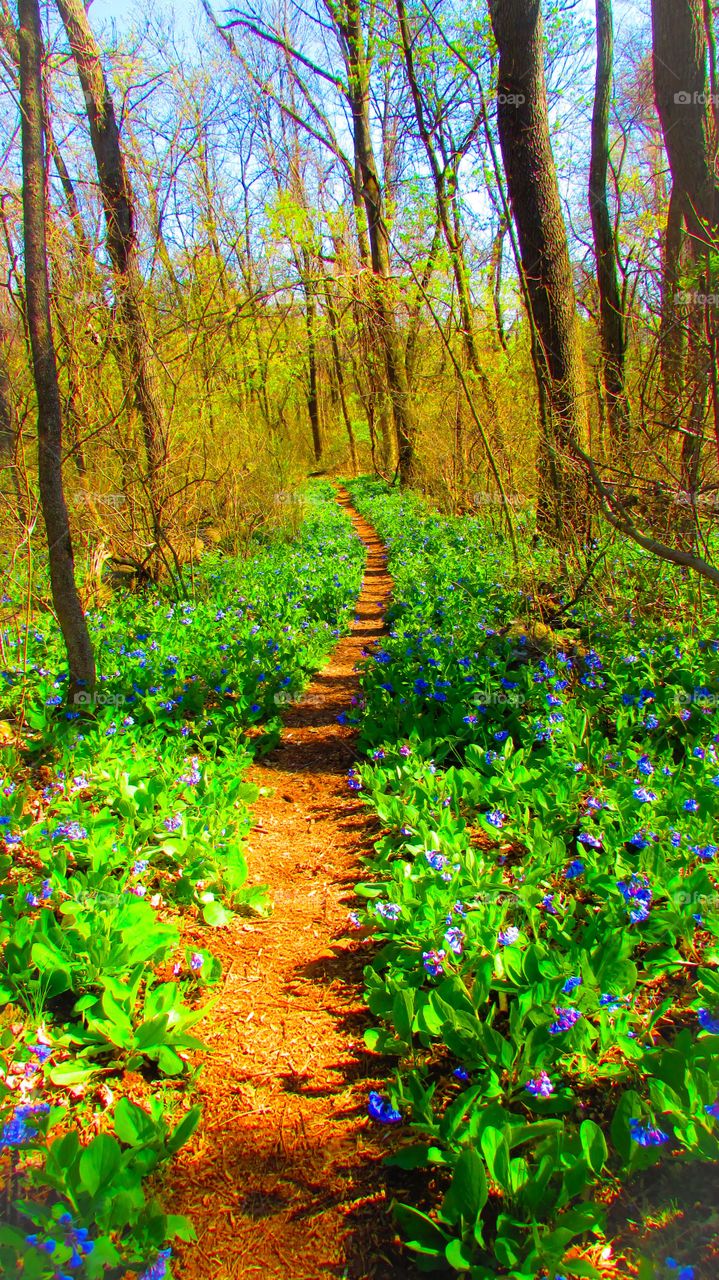 Path through the fields of flower