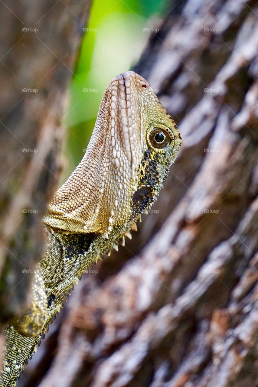 Close-up of eastern water dragon