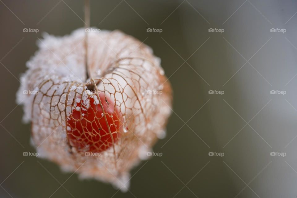 Physalis 