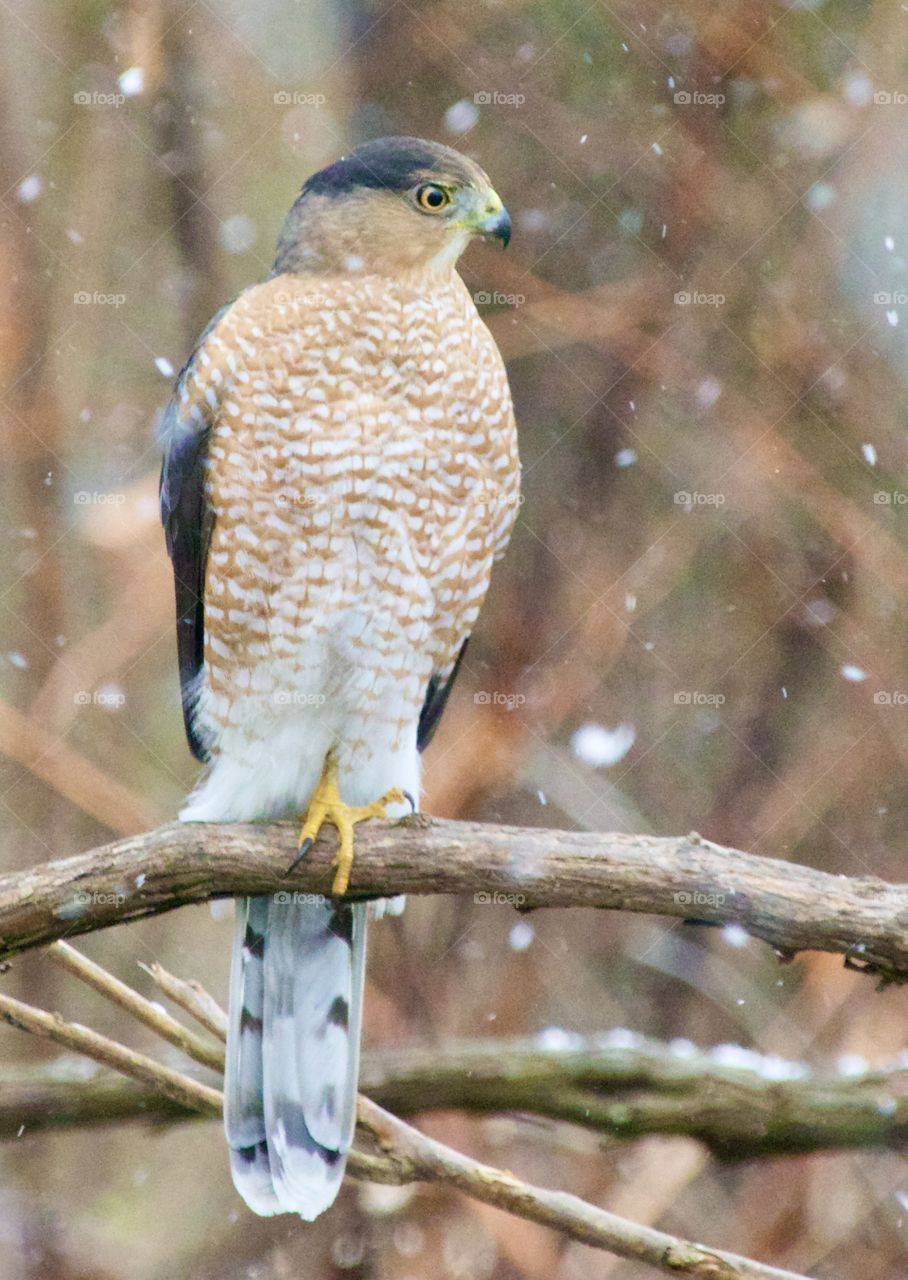 Hawk sitting on a branch with snow falling 