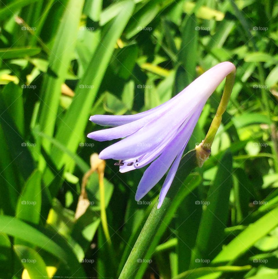 Peter Pan Lily-of-the-Nile that grew as a single floret 