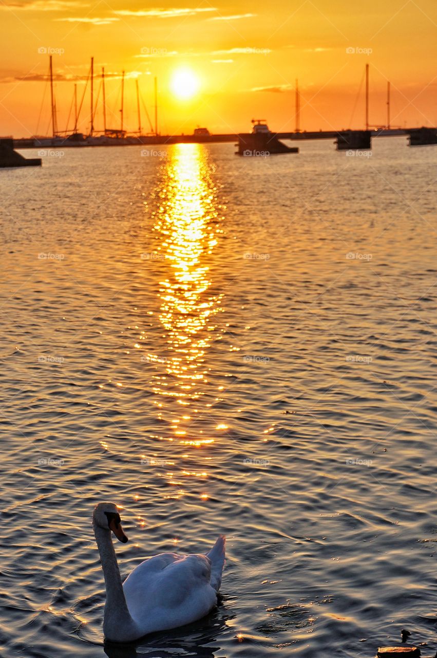 Swan in sunset