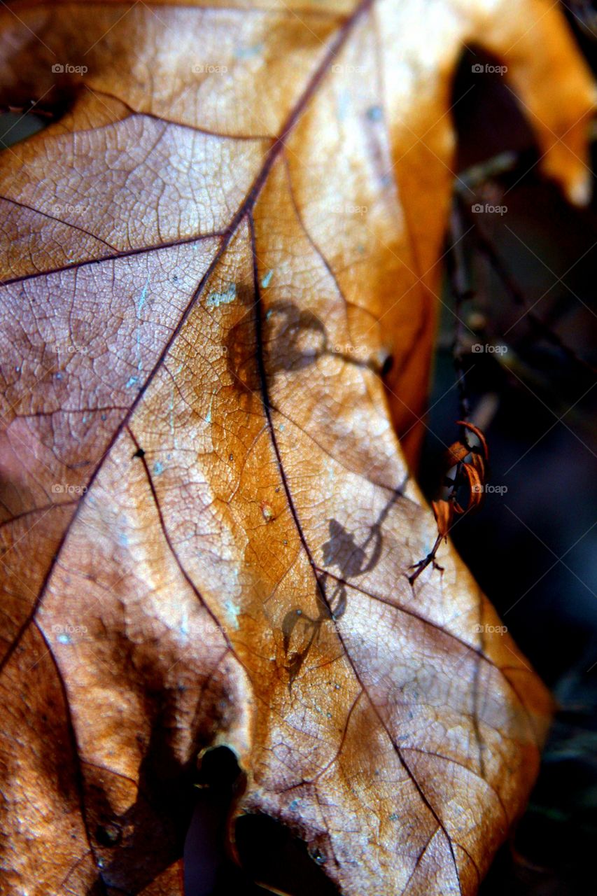 shadows and leaf