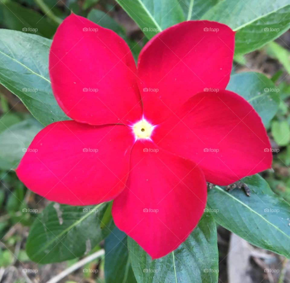 Beautiful flowers 