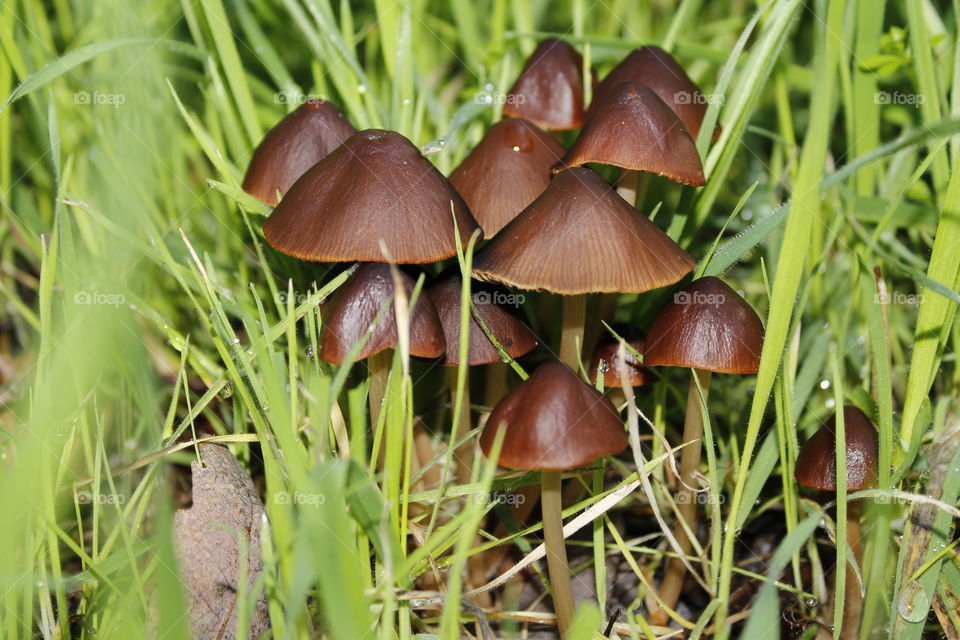 a cluster of brown mushrooms growing in the wild