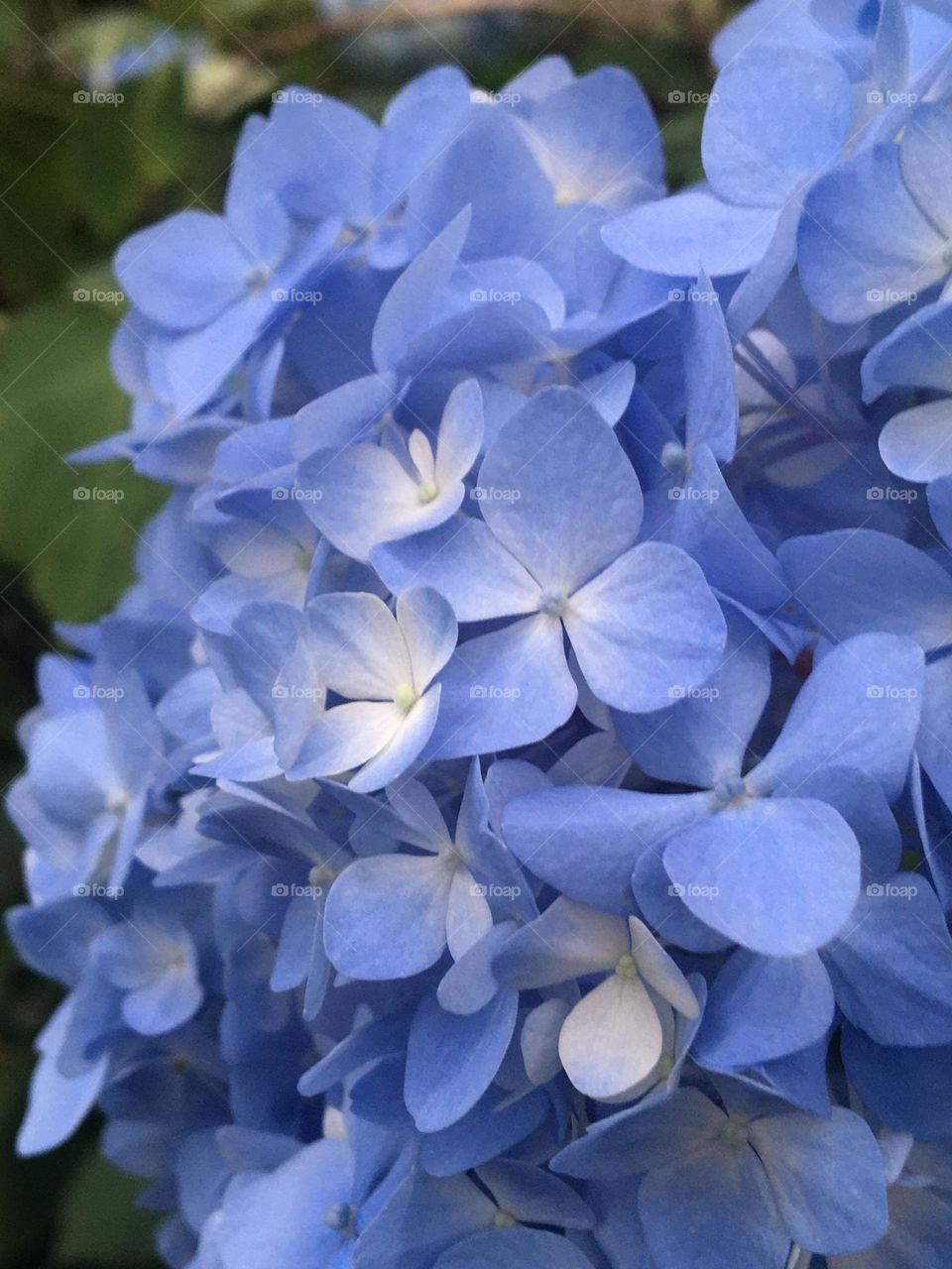 Baby blue from hydrangeas 