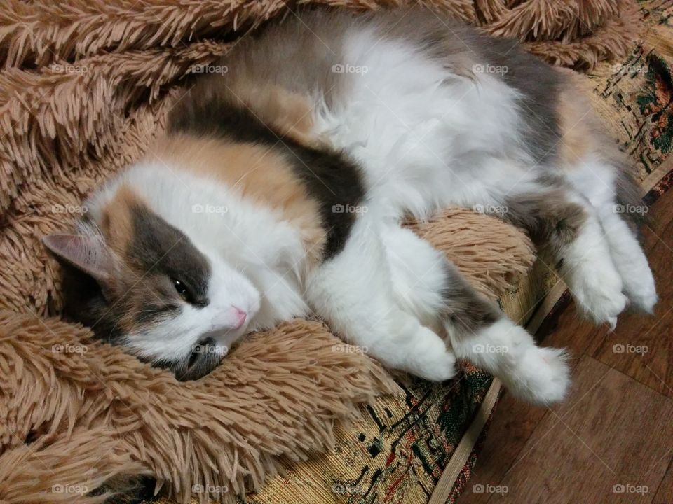 Mammal, No Person, Fur, Dog, Animal