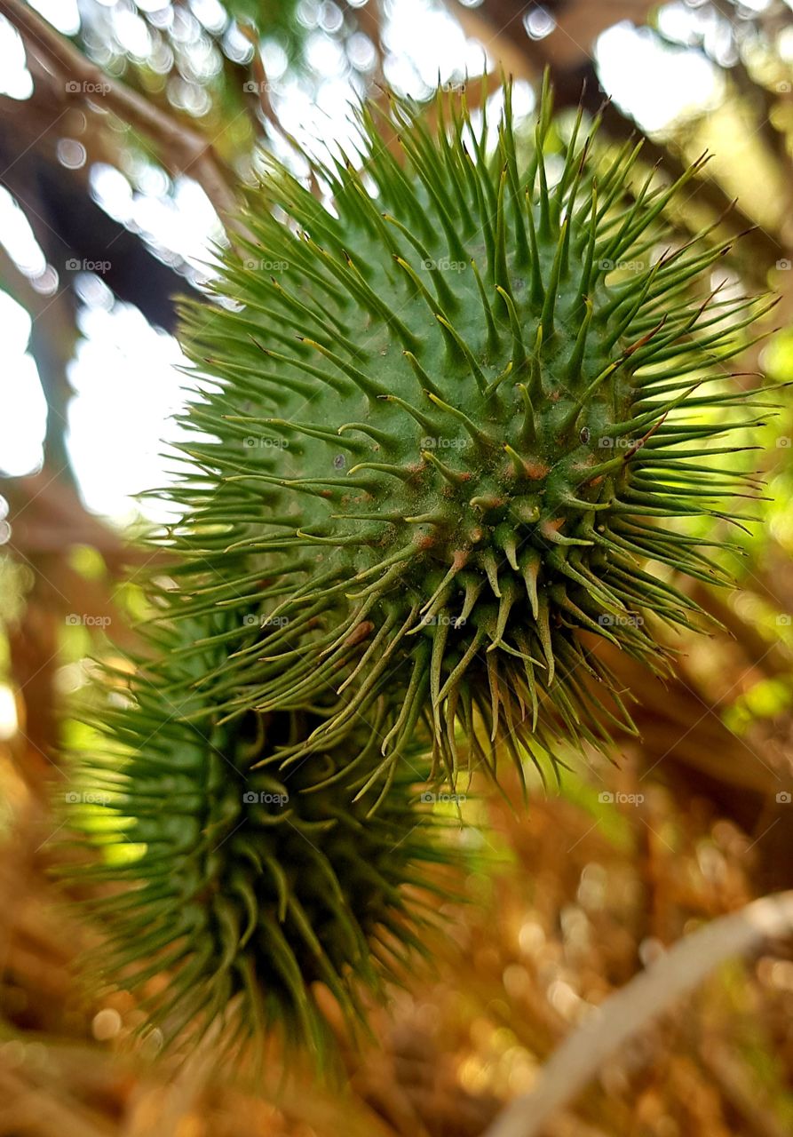 seed of alamanda - botanical garden - Jundiai