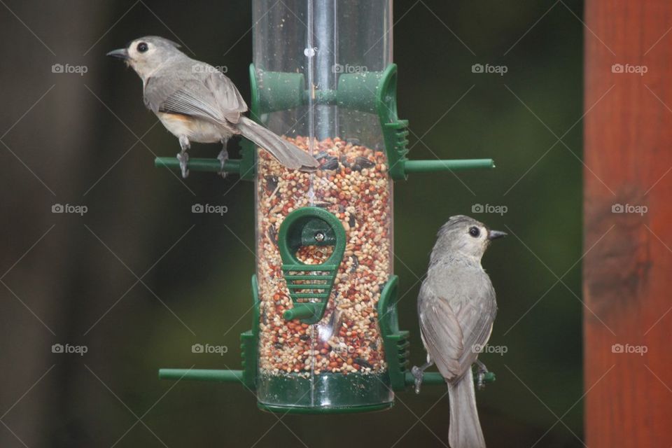 Tufted titmouse 