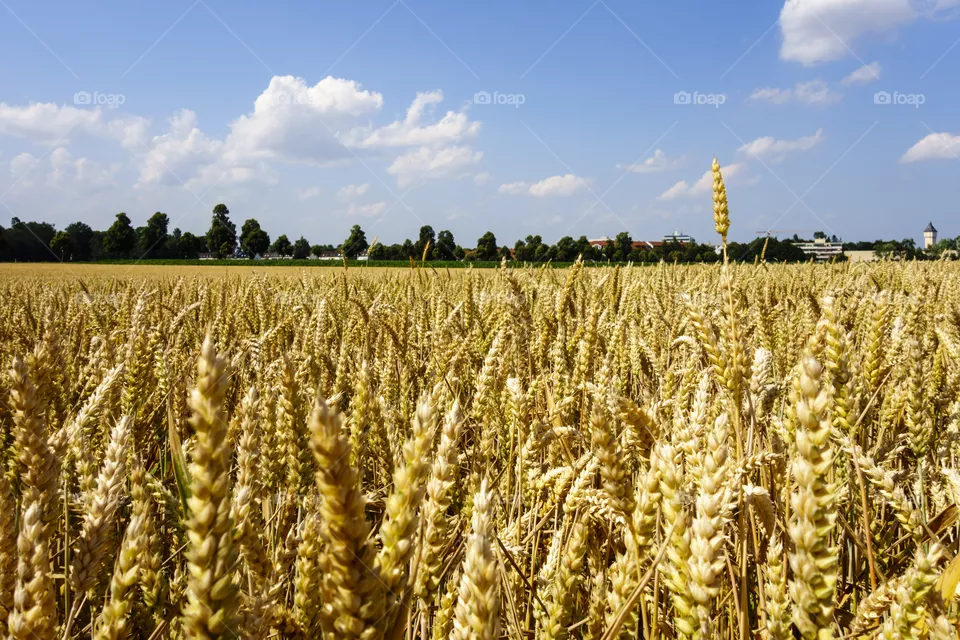 Grain
